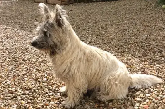 Chien perdu , photo : Alerte: Cairn Terrier perdu!