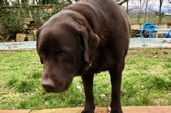 Labrador femelle trouvé à Salvagnac - photo