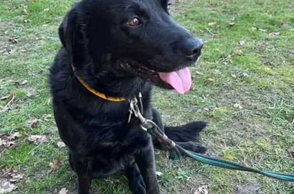 Labrador perdu, collier jaune - photo