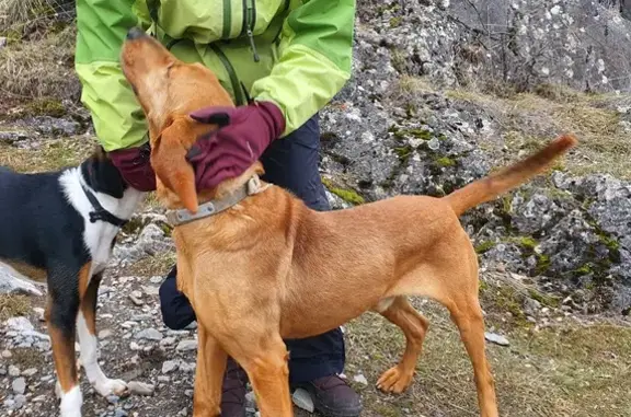 Chien roux trouvé à Saint-Crépin - photo