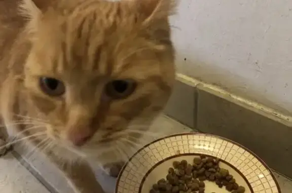 Chat roux tigré trouvé à Vendôme - photo