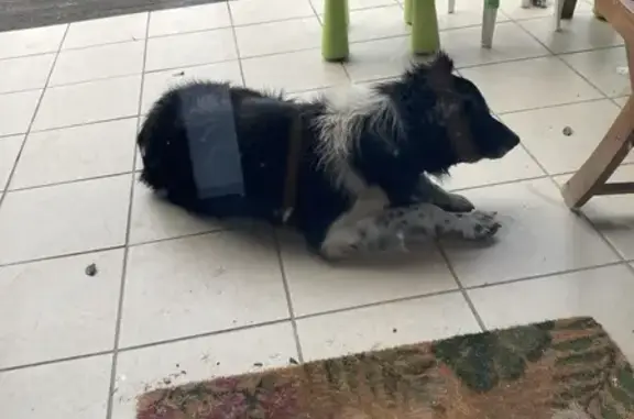 Chien border collie trouvé à Noé - photo