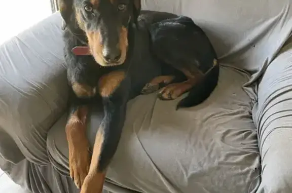 Chien trouvé , photo: Chien noir et feu trouvé affamé