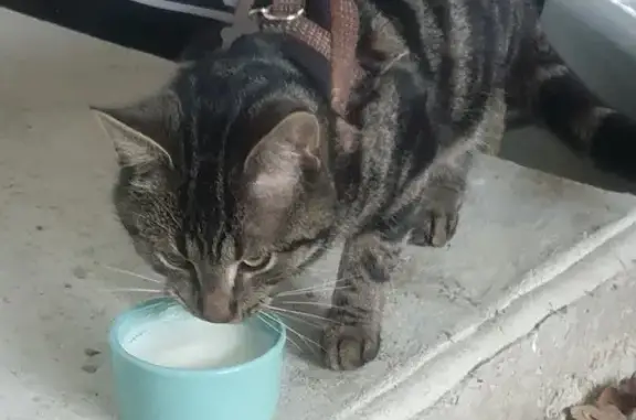 Chat mâle au harnais trouvé à Saint-Thual - photo