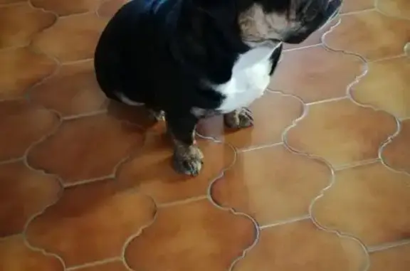 Chien perdu L'Isle-sur-la-Sorgue, photo : Chien Bouledogue perdu à L'Isle
