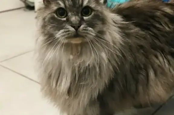 Chatte poil long trouvée au Mans - photo