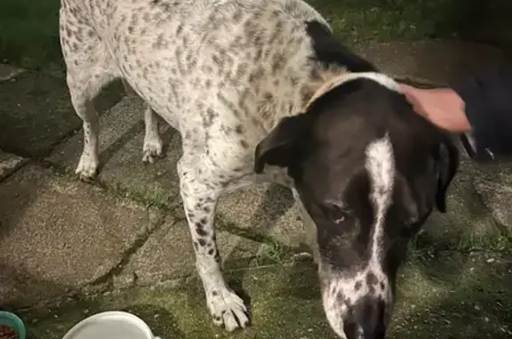 Dogue Allemand perdu à Marseille - photo