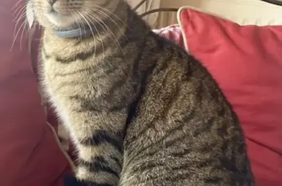 Chat tigré affectueux trouvé - photo