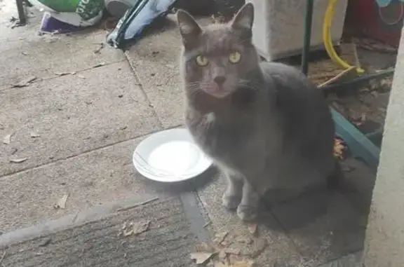 Chat gris dodu trouvé, Strasbourg - photo