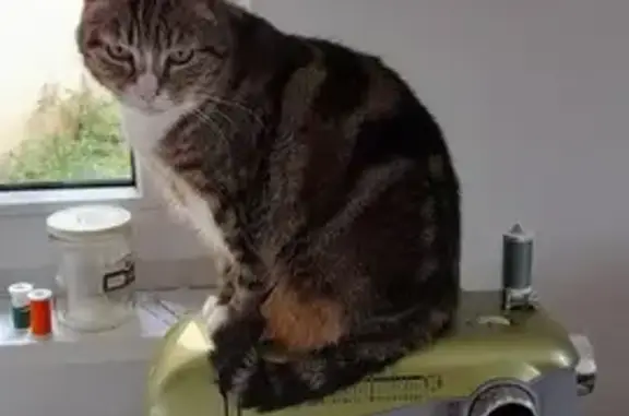 Animaux perdus Bischwiller, photo: Chatte tigrée perdue à Bischwiller