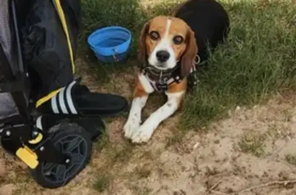 Lost Beagle Alert! Small Female in Cherrybrook