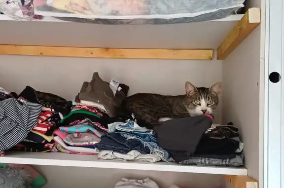Chat perdu, , photo: Chat tigré Prince perdu à Roquestéron