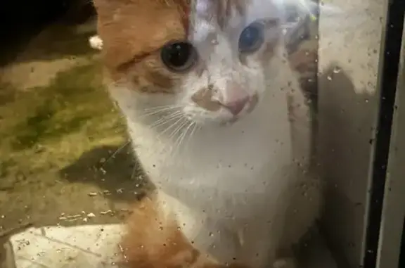 Chat perdu à Bizanos miaule - photo