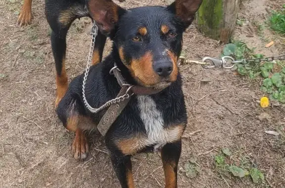 Lost Kelpie in Riverstone NSW - Call Now!