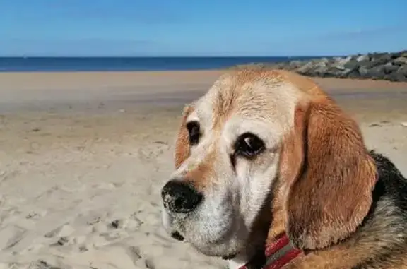Haiku Beagle Perdu, 10 ans, Collier Jaune - photo