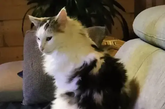 Chat perdu, , photo: Chat perdu à Jourgnac samedi