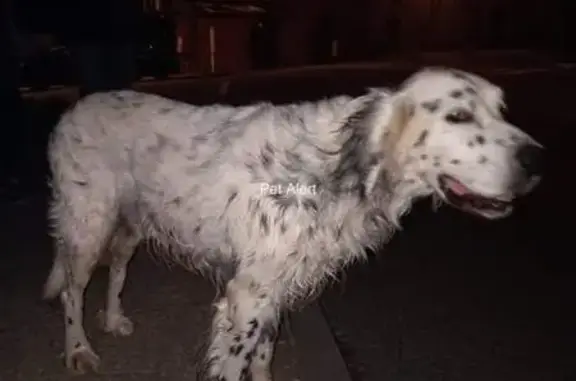 Animaux trouvés Pennautier, photo: Chien croisé Setter trouvé à Pennautier
