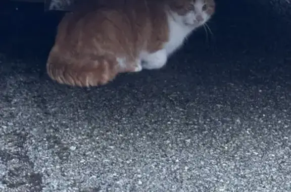 Chat blessé trouvé à Raon-l'Étape - photo