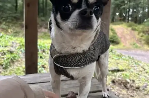Chien trouvé Senones, photo: Chien mâle perdu à Senones