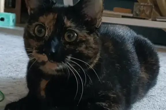 Animaux perdus , photo: Chat Écaille Perdu, Courçay