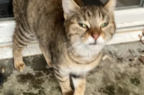 Chat trouvé Ribérac, photo: Chat sociable trouvé à Ribérac