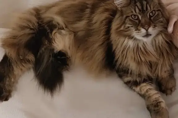 Chat perdu, Nouvelle-Aquitaine, photo: Chat Maine Coon perdu à Ste-Soulle