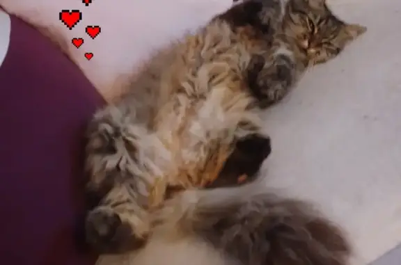 Animaux perdus La Fère, photo: Chatte tigrée perdue à La Fère