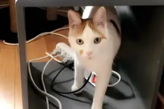 Animaux perdus , photo: Chat blanc-roux perdu - St-Romain