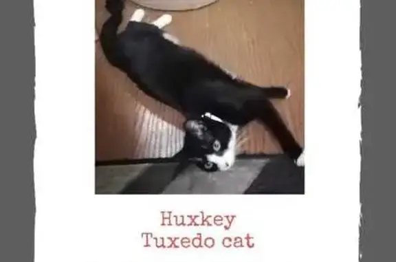 Lost Cat Huxley in Johannesburg - Help!