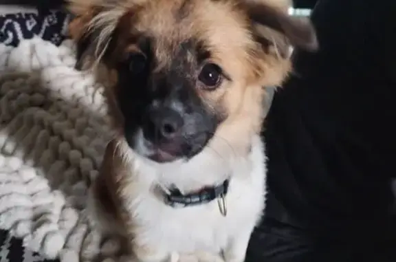 Chiot non pucé trouvé à Nice - photo