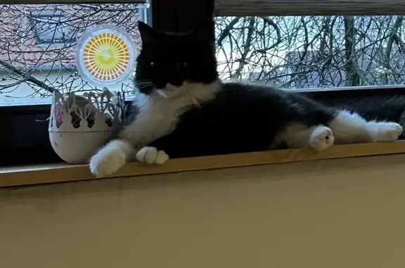 Animaux perdus , photo: Chatte noire/blanche perdue - Rœschwoog