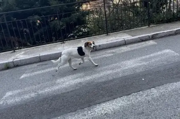 Chien jack russel perdu à Peille - photo