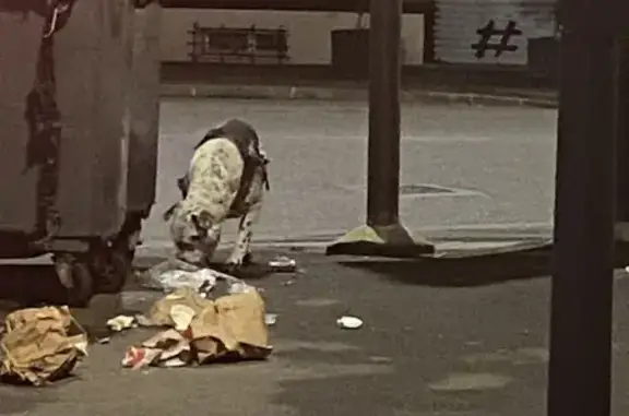 Chien égaré rue du 14 Juillet - photo