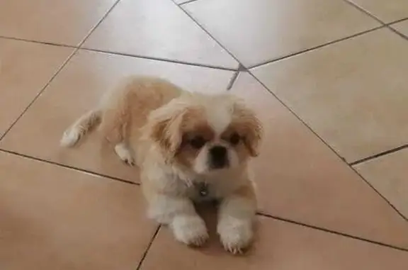 Lost Pekingese Puppy in Soweto - Help!