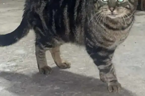 Chat tigré malade trouvé à Bellevigne - photo
