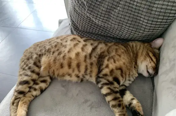 Animaux perdus Paron, photo: Chat castré perdu - Paron 7/02