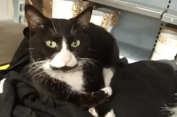 Animaux perdus Brest, photo: Pépite, chat perdu à Brest