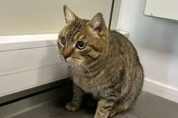Chat tigré retrouvé chez Hyundai - photo