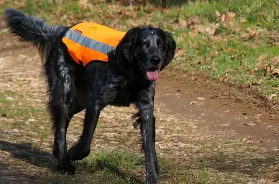 Chien perdu , photo : Disparition de Vénus et Pilou