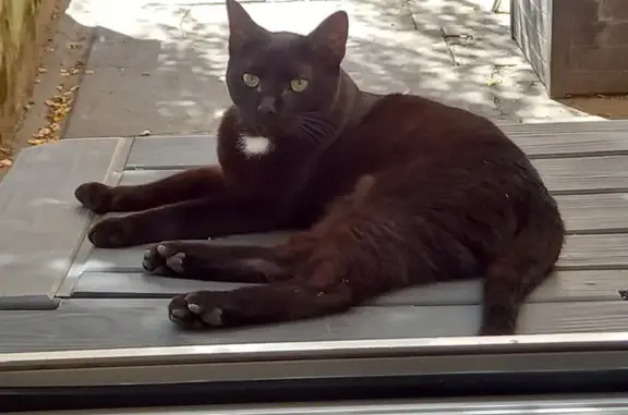 Animaux perdus Pont-de-Vaux, photo: Chat noir perdu à Pont-de-Vaux
