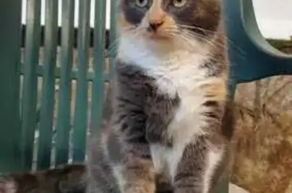 Chatte Maddy perdue à Matoury - photo