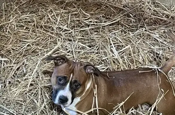 Animaux perdus , photo: Staffie perdue à Jeugny