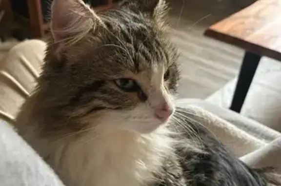 Chat maigre trouvé à Caudrot - photo