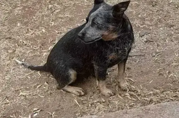 Lost Greyish Aussie Cattle Dog - Hennops Valley