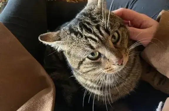 Chat marron tigré trouvé à Coray - photo