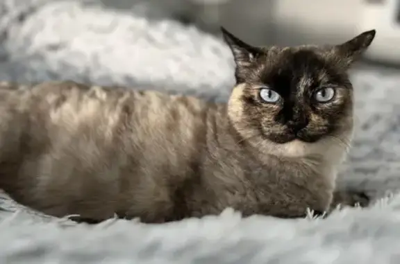 Animaux perdus Saint-Nazaire, photo: Chatte Siamoise Perdue - Urgent