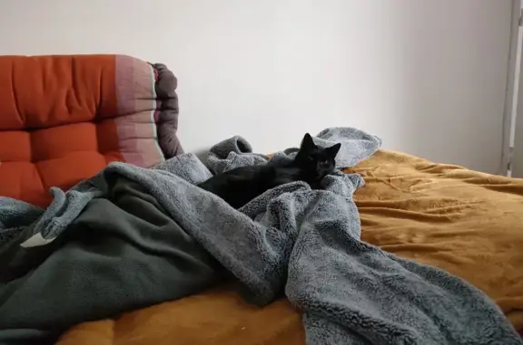Chat noir jeune trouvé à Pluvigner - photo
