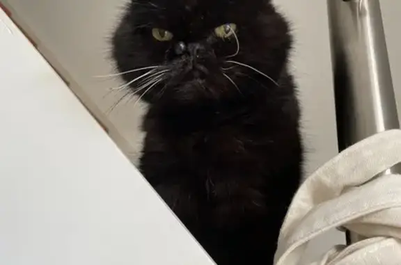 Animaux perdus La Turballe, photo: Chat noir âgé perdu - La Turballe