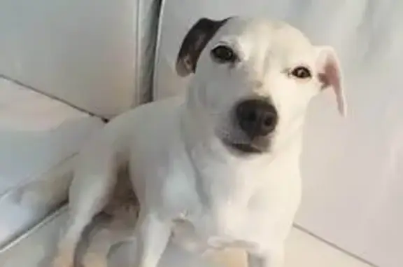 Animaux perdus Pont-Salomon, photo: Jack Russell blanc perdu, oreille noire