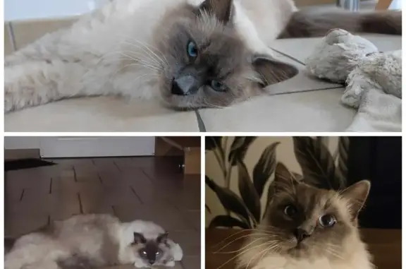 Chat perdu, , photo: Chat Byanco disparu - Birmanie